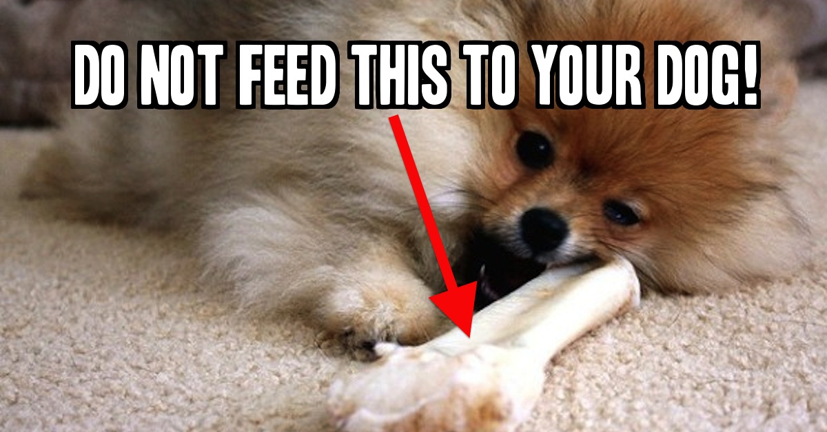 The Top 10 Foods You Should NOT Feed Your Dog! I Had NO Idea 6 Was So