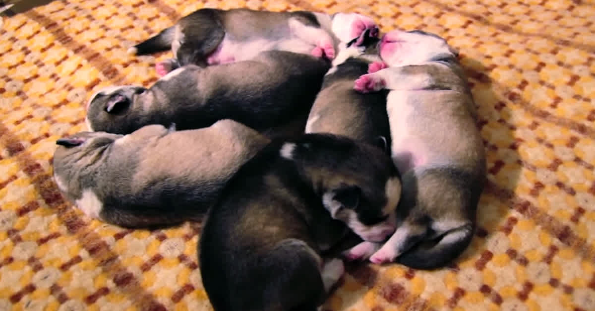 These Puppies Were Just Born. What The Camera Captured Is