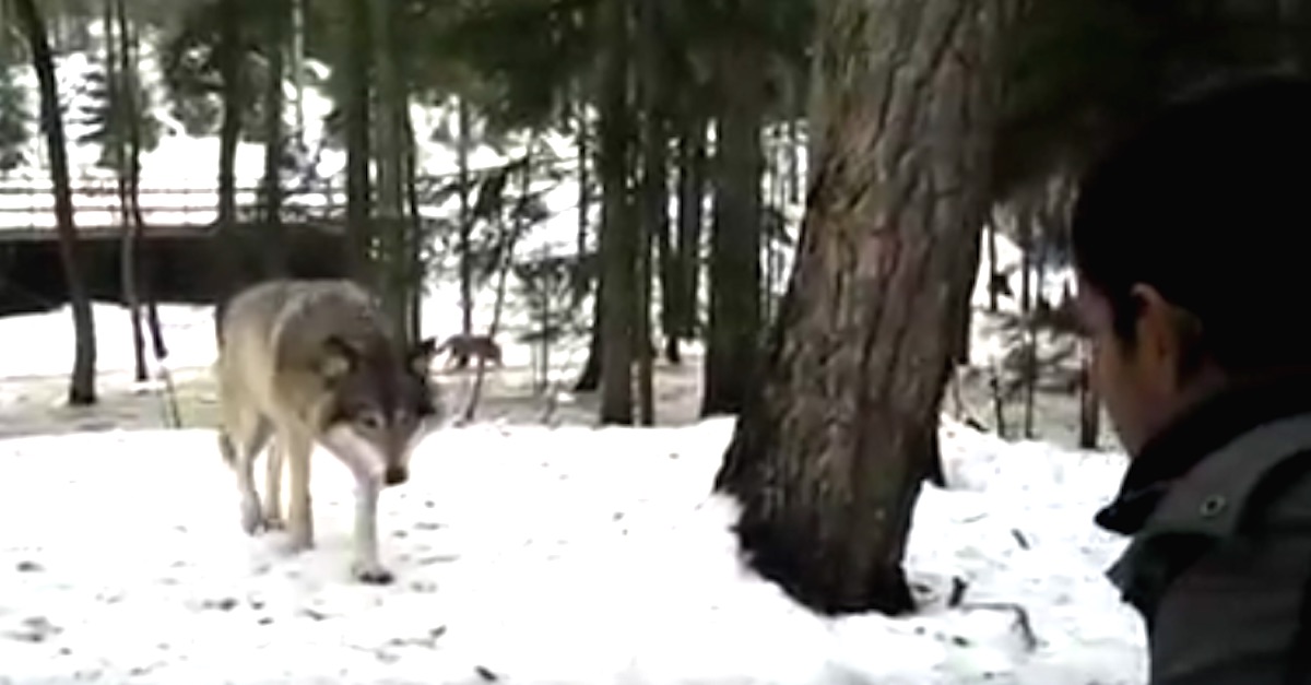 A Large Wolf Slowly Approaches A Man, But Wait Until You See What He ...
