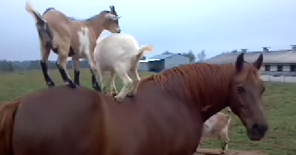 When I Saw These Goats Doing THIS, I Couldn't Believe It! What In The ...