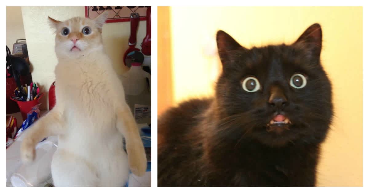 These Surprised Cats Are Sure To Give You A Good Laugh | LittleThings.com