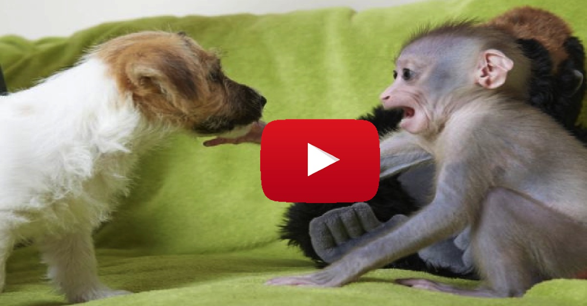 Baby Monkey Was Rejected By Her Mother But Wait Until You See Who Took Her In Littlethings Com