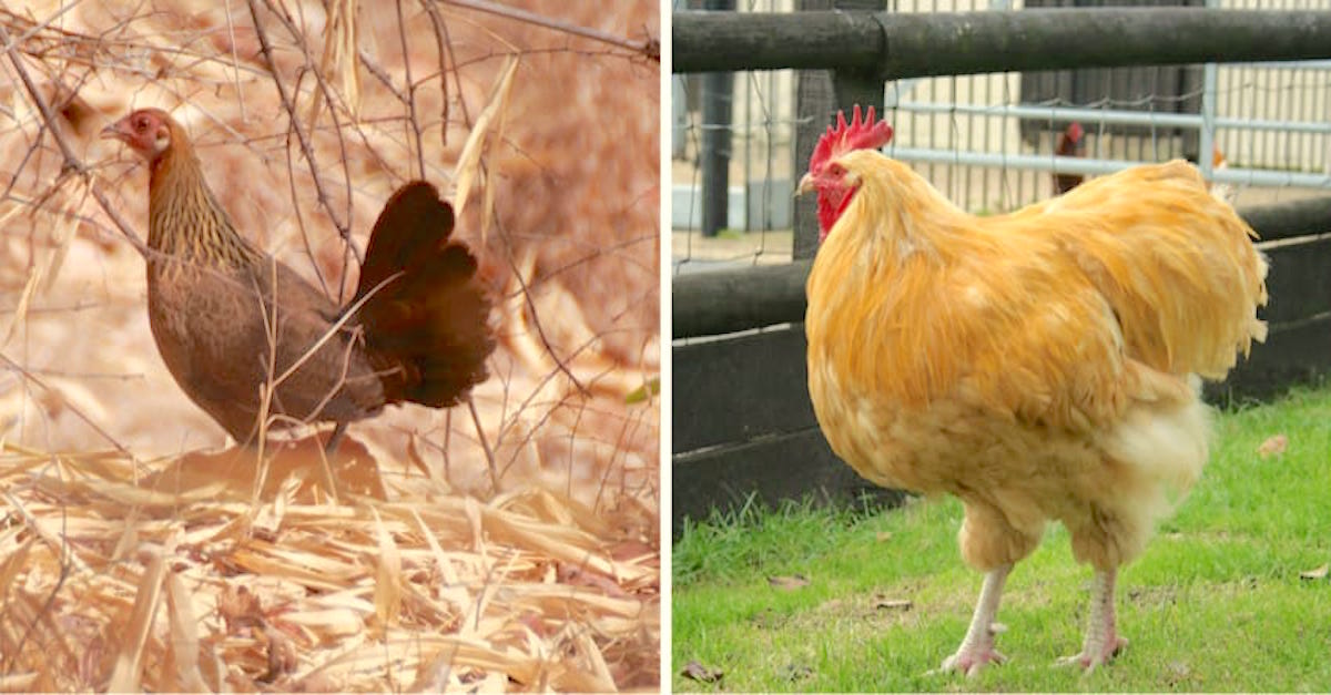 Modified Chickens Are 5 Times As Big. But Are They Safe To