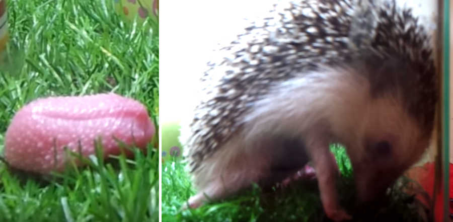 Camera Catches Pregnant Hedgehog Going Into Labor, Pans Left To Reveal ...