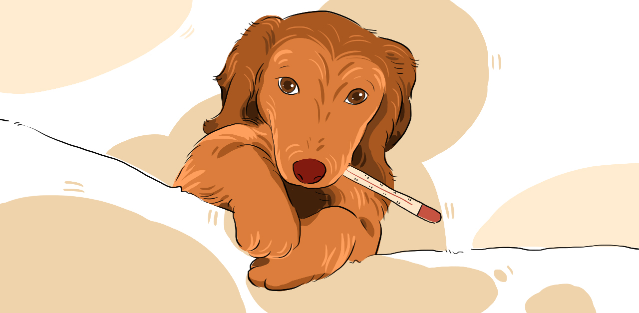 Here s How to Help a Sick Puppy And Prevent Ailments In The First