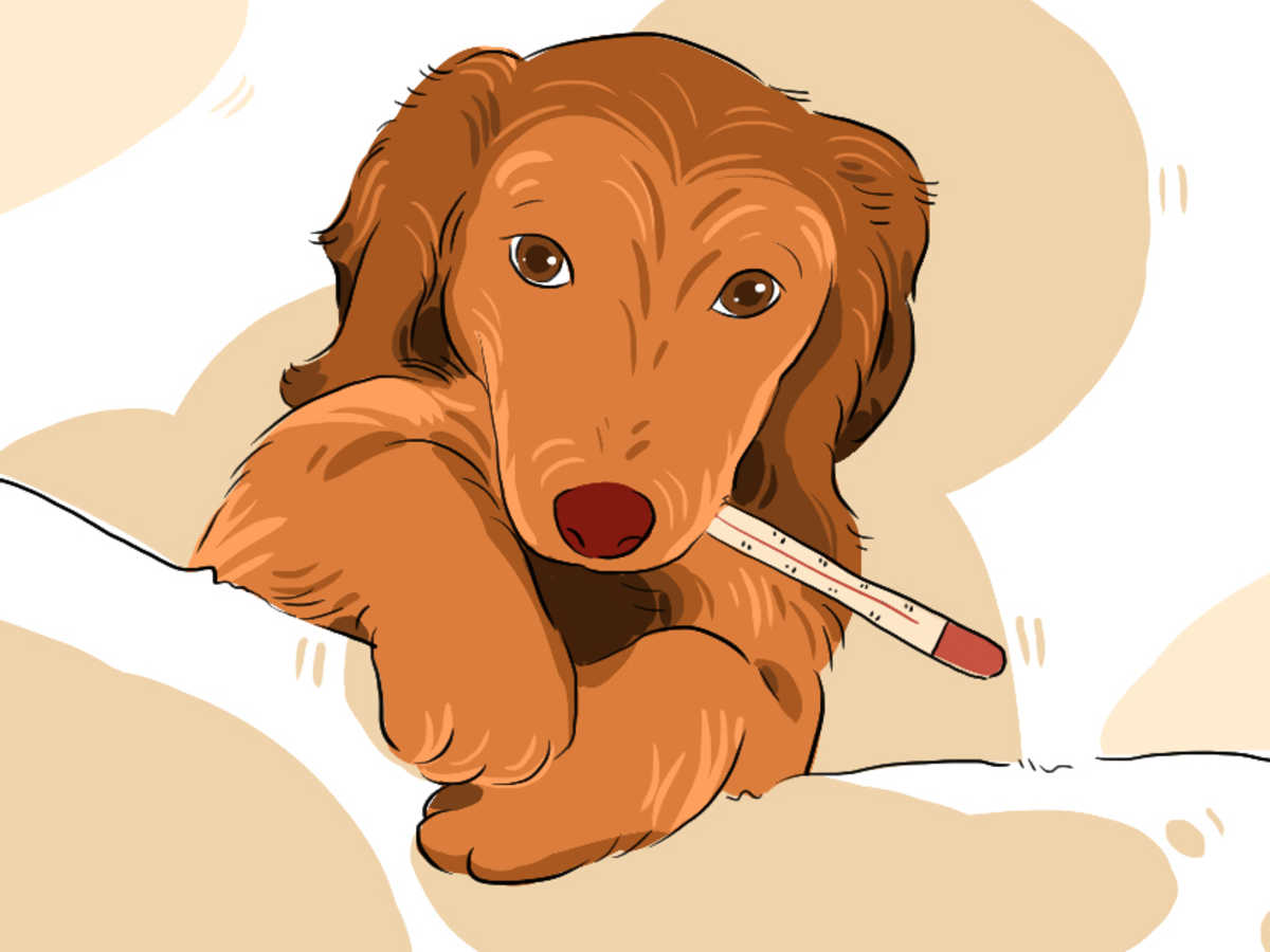 How To Care For A Sick Puppy: 15 Steps (With Pictures) - Wikihow