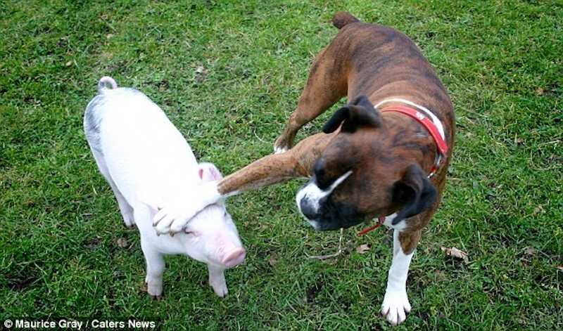 When You See Who Adopted This Abandoned Piglet, Your Heart Will MELT