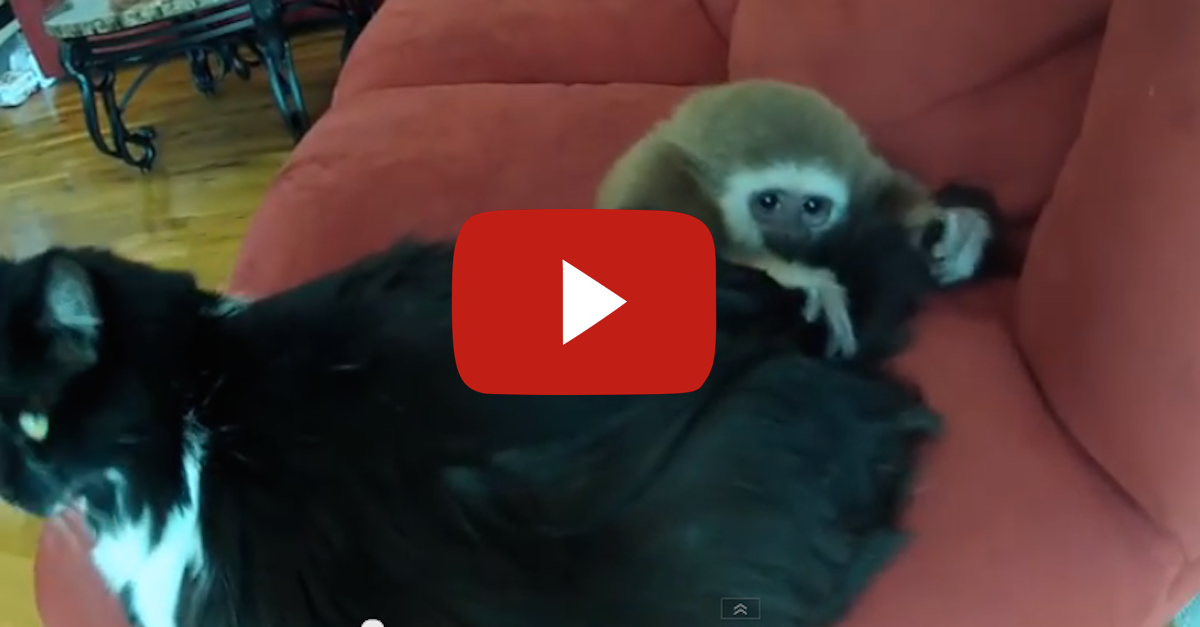 Do You Like Cats? What About Monkeys? Good Then Watch This