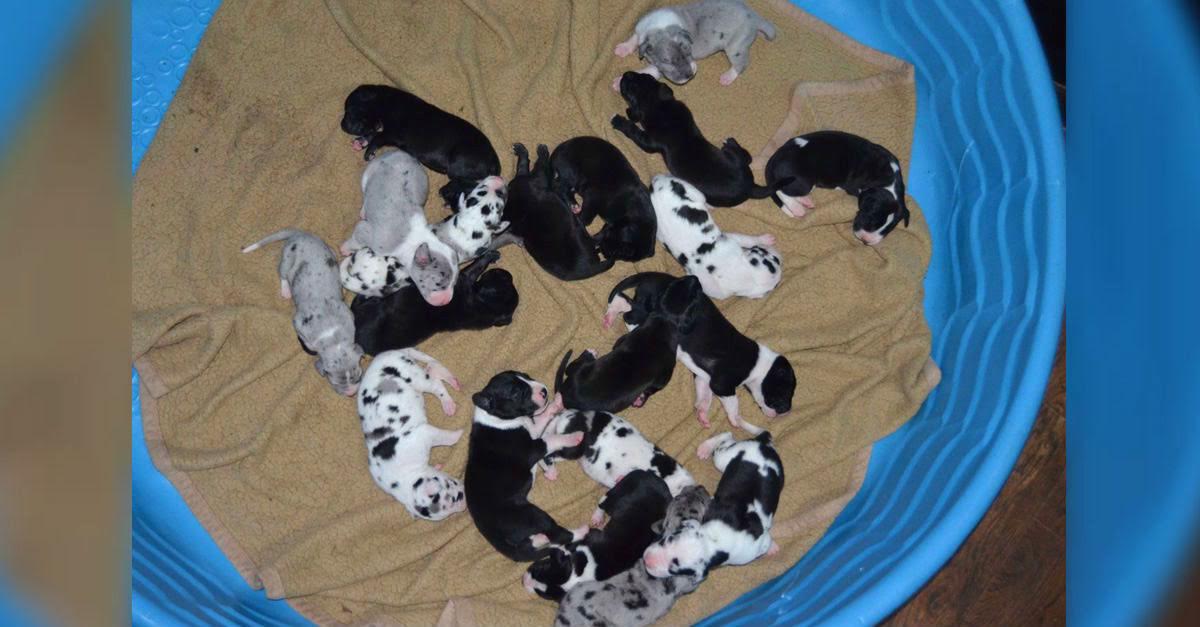 how many puppies do great danes have their first litter