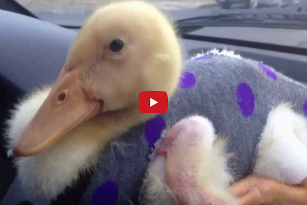 I've Never Seen A Duckling In A Sweater 