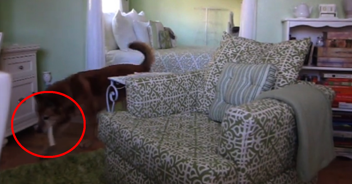 My Dog Keeps Hiding All His Bones, And It's The FUNNIEST Thing Ever