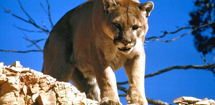13 Totally Weird Wild-Animal Encounters | LittleThings.com