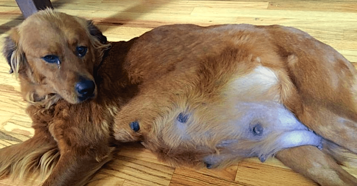 It's Amazing Pregnant Rescue Dog Gives Birth To 18 Puppies