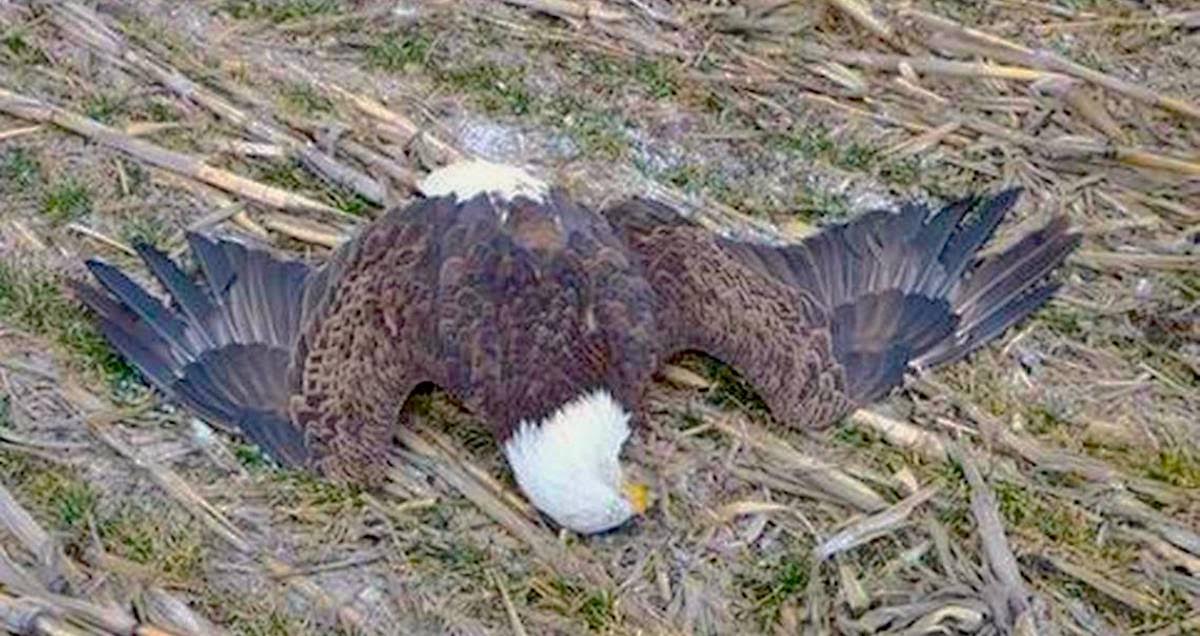 They Thought This Wounded Eagle Was A Lost Cause — Until One Man