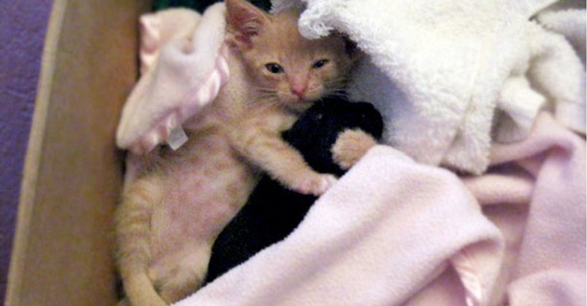 Foster Kitten Adopts Tiny Rescue Puppy! This Is The Cutest Thing I've