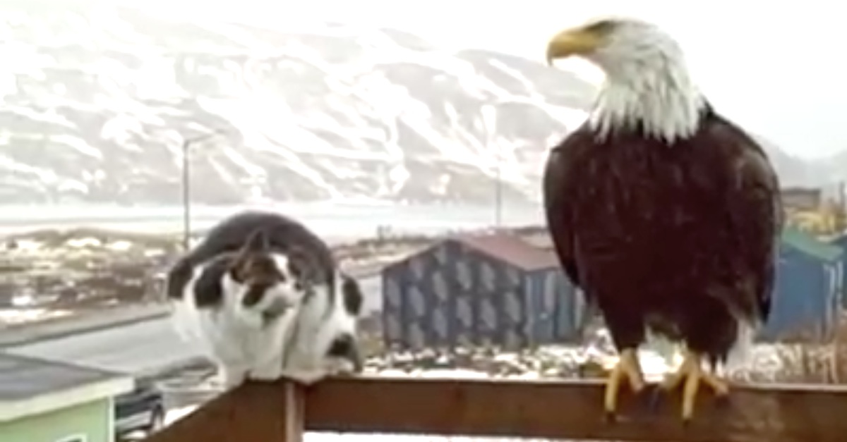 Worried Cat Has Never Seen An Eagle Before. When The Camera Pans Right