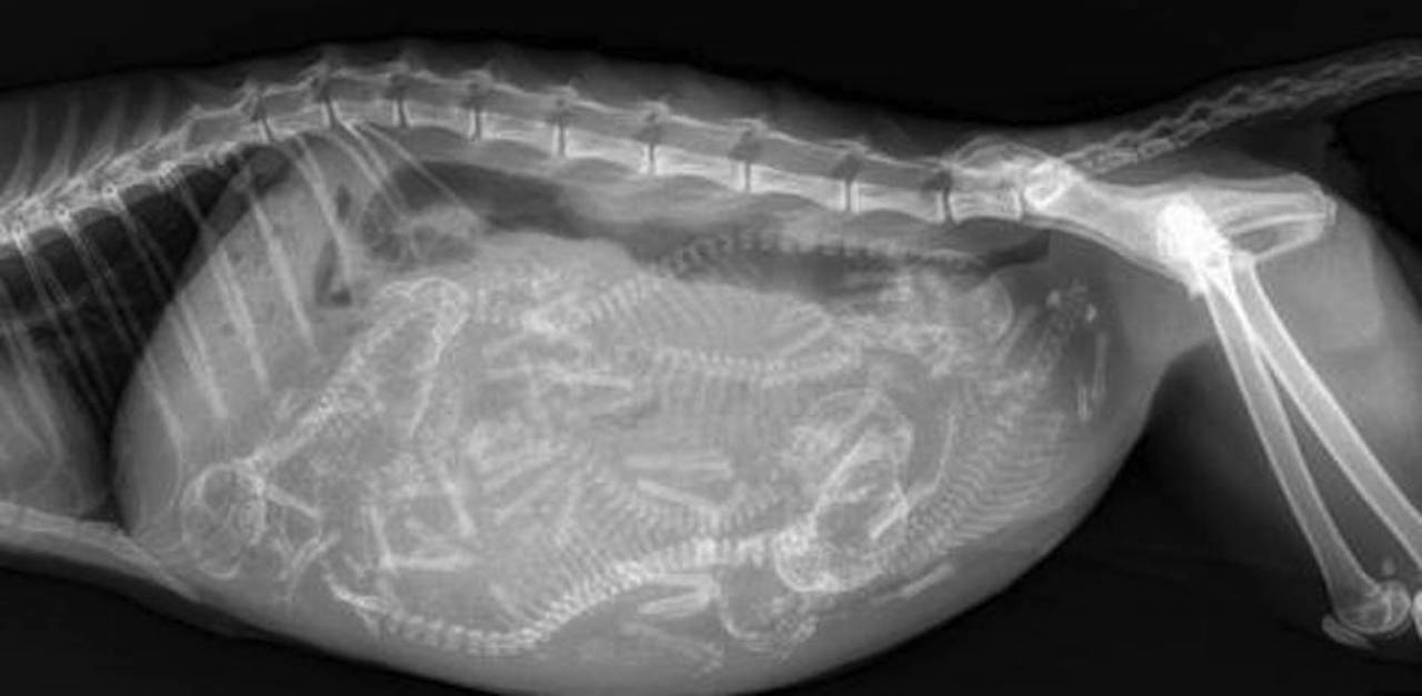 9 XRay Images Of Animals When They Were Pregnant