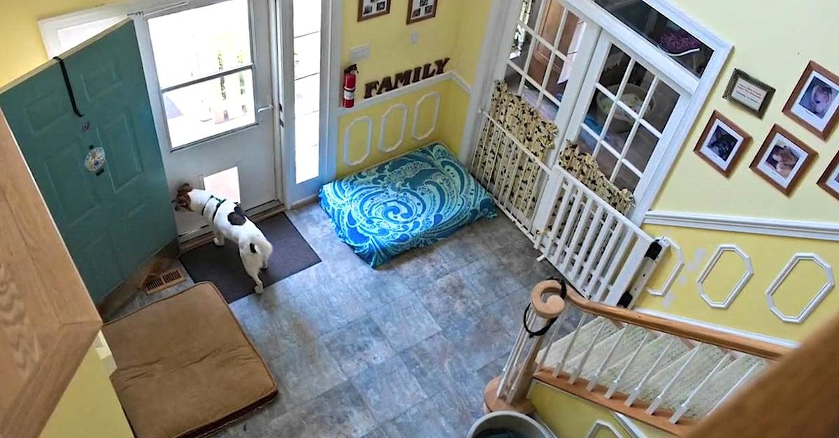 They Put Cameras Inside A Retirement Home, But When The Dogs Do This, I