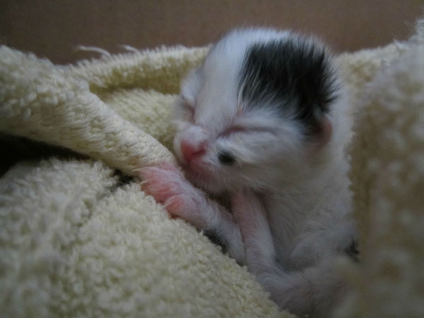 dog_rescues_kitten_03