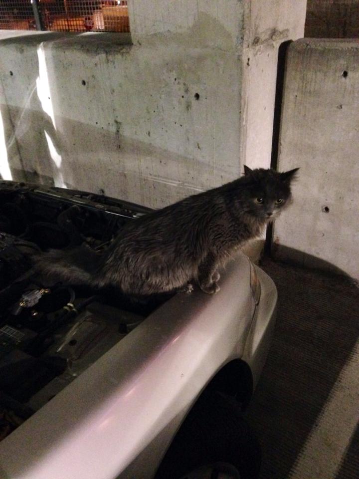 hoodkitty3