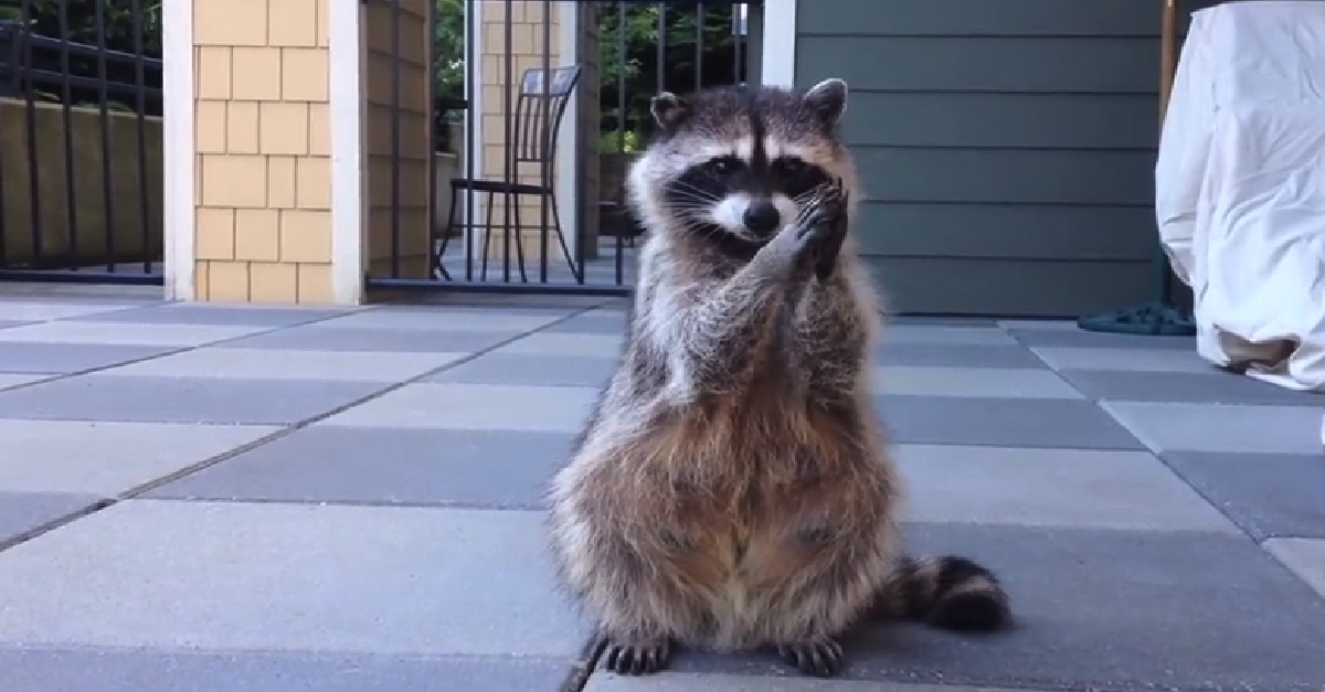 They Taught This Raccoon To Do The Most Adorable Trick! AWW ...