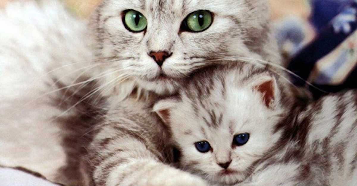 Beautiful Mother Cat Dishes Out Lessons In Parenting. Every Mom Should