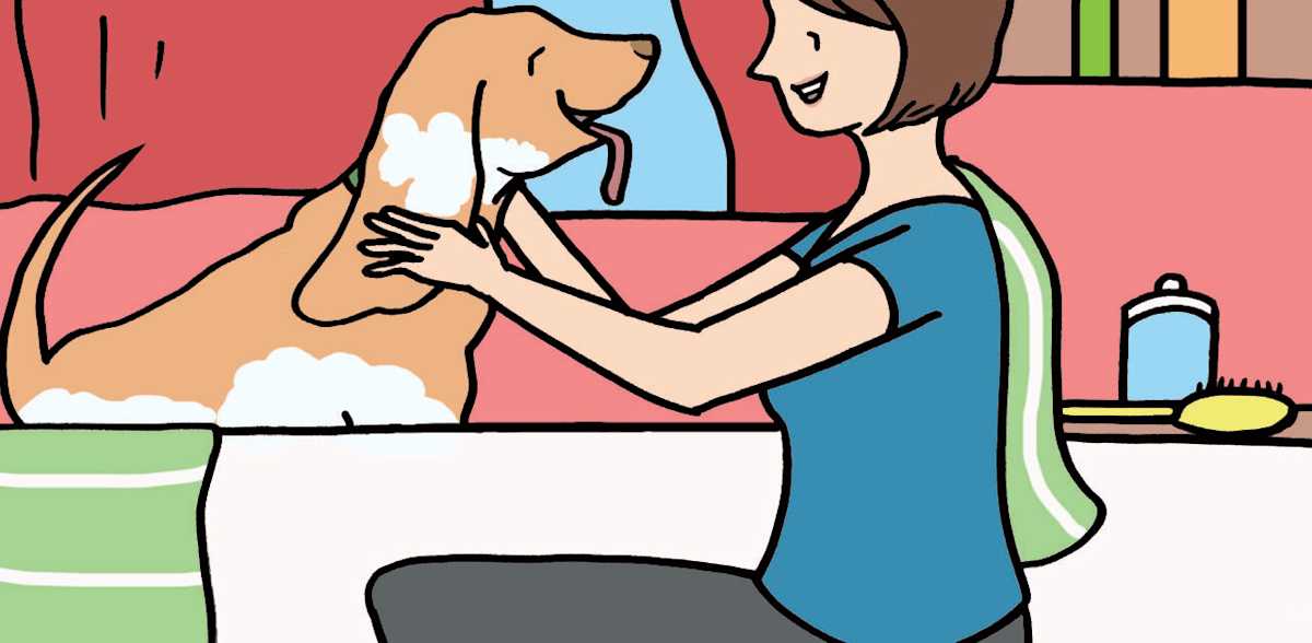 How Often Should You Bathe Your Dog What To Know LittleThings how-often-should-you-bathe-your-dog-what-to-know-littlethings
