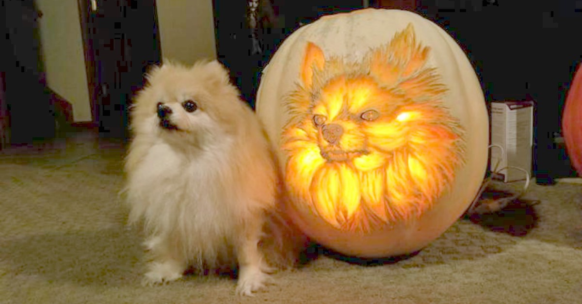 pumpkin pomeranian