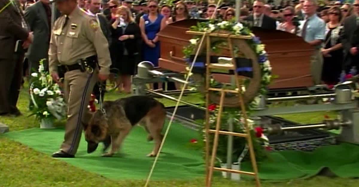 An Officer Was Killed In The Line Of Duty. Watch What His Dog Does At His  Casket. | LittleThings.com