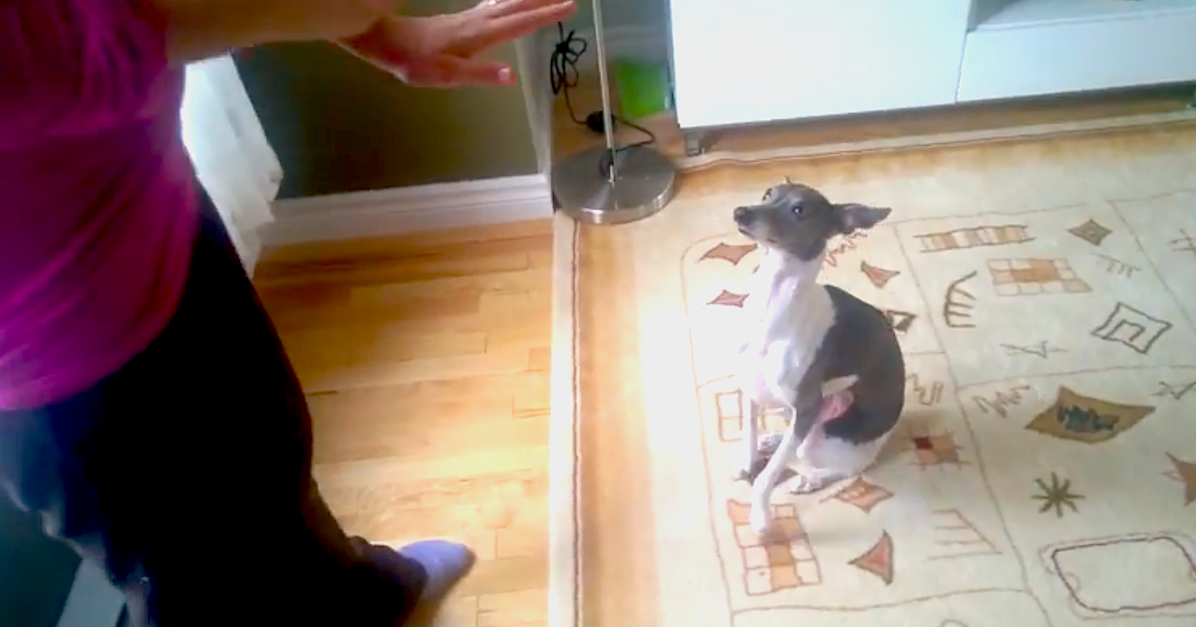The Most Dramatic Dog In The World Films A Death Scene, And It's Great