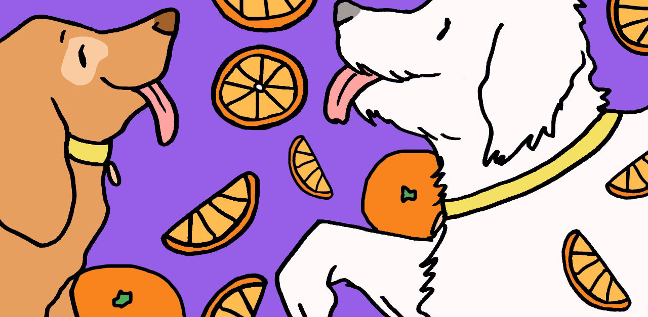 Can dog outlet eat oranges