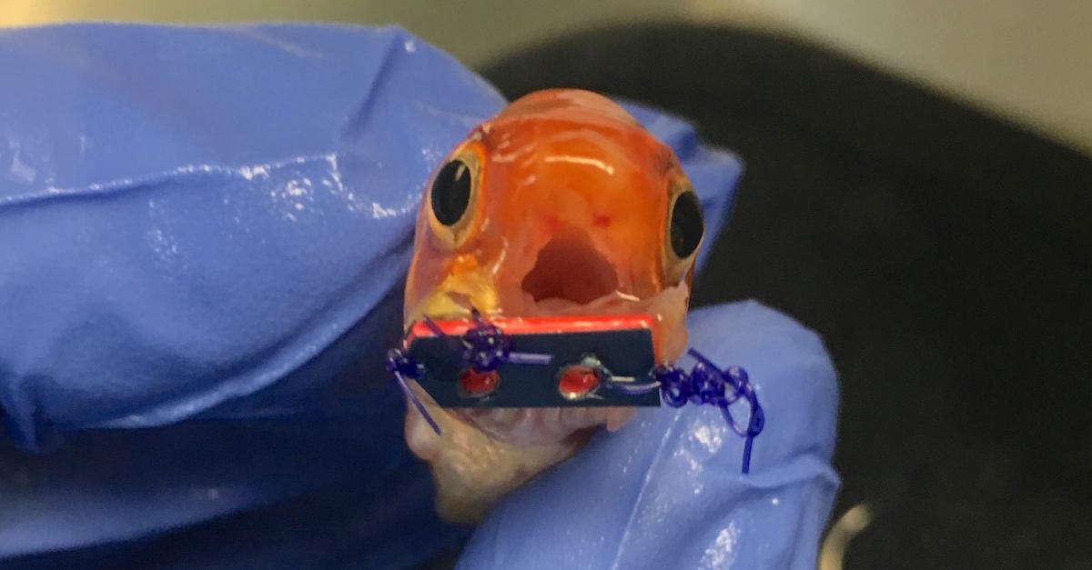 It Looked Like An Ordinary Goldfish. Then I Noticed Its Mouth