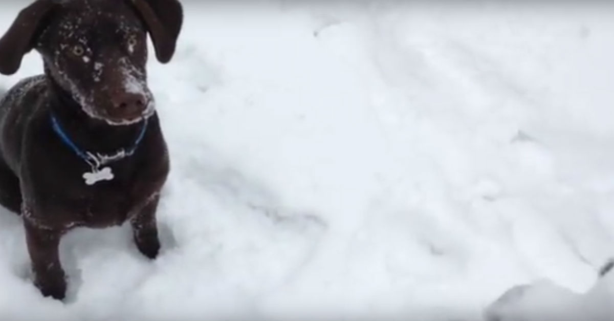 Dog Sees Snowball Being Thrown, But Gets Confused When She Can’t Find