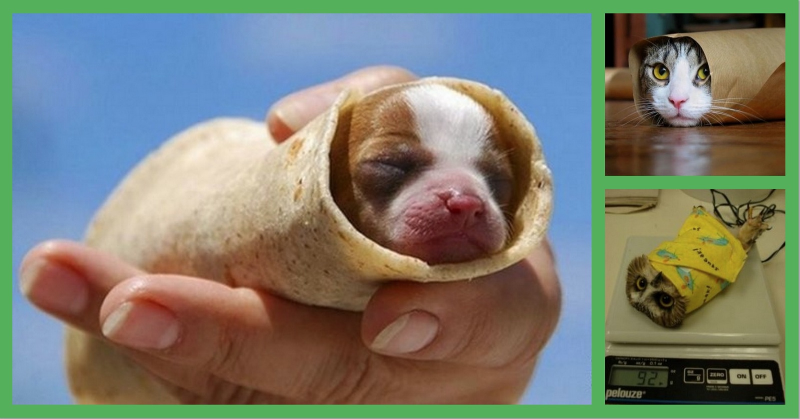 15 Baby Animals Wrapped Up Warm And Snug Like Burritos! | LittleThings.com