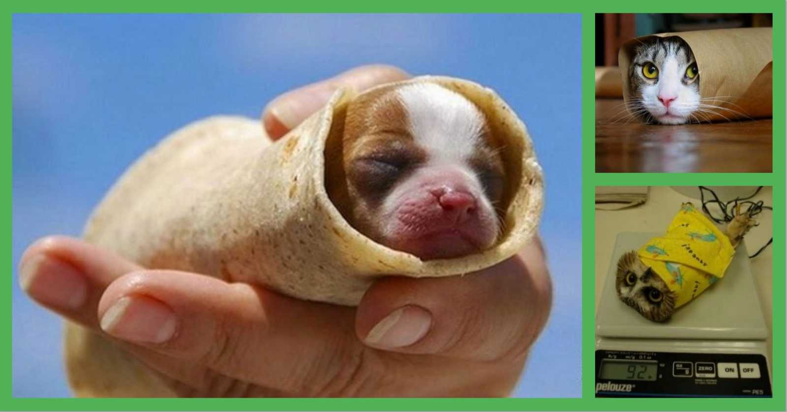 15 Baby Animals Wrapped Up Warm And Snug Like Burritos! | LittleThings.com