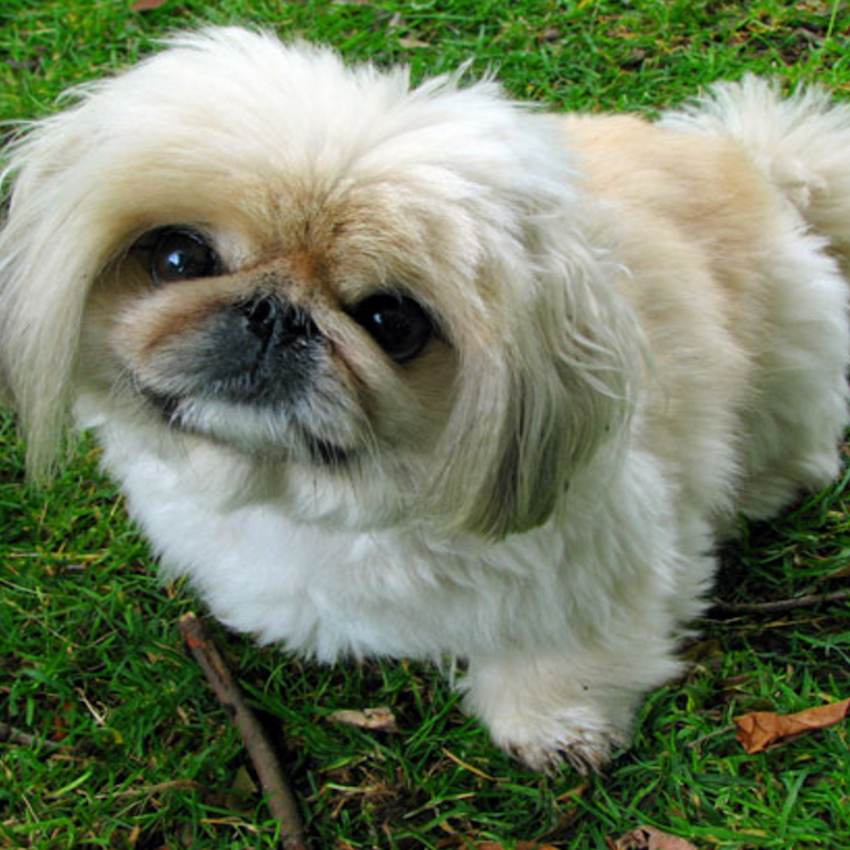 59 Best Small Dog Breeds That Stay Small And Look Cute Forever