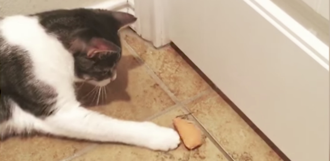 2 Cats Push Toy Mouse Back And Forth Under Door