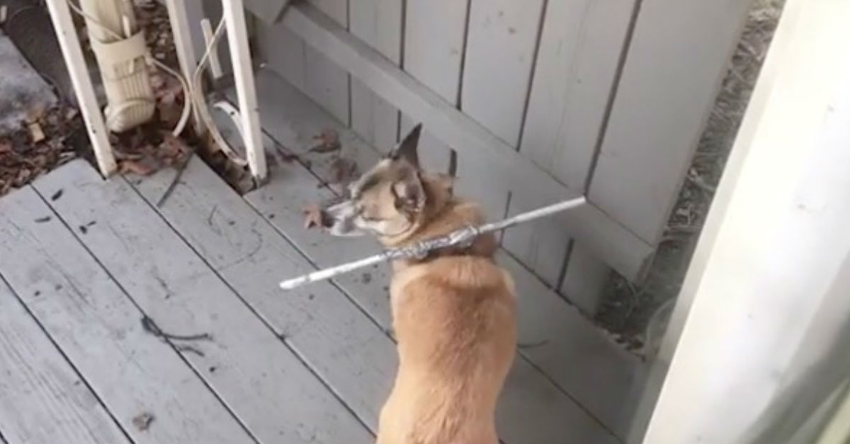 dog getting under fence