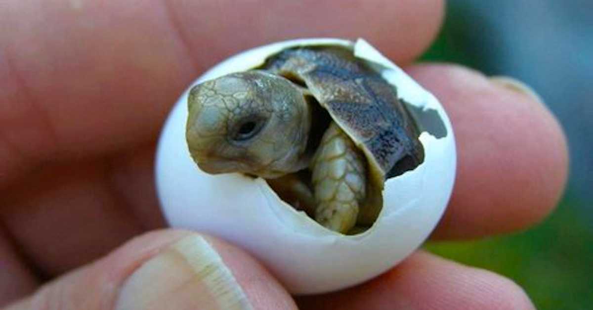 Turtle Hatching Animation Family Sings 'Happy Birthday' To Hatching Baby Turtle!! | LittleThings.com