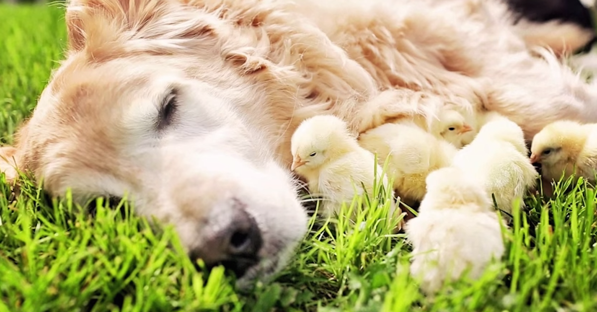 Baby Chicks LOVE To Snuggle With Puppy! Sweetest Thing You'll EVER See