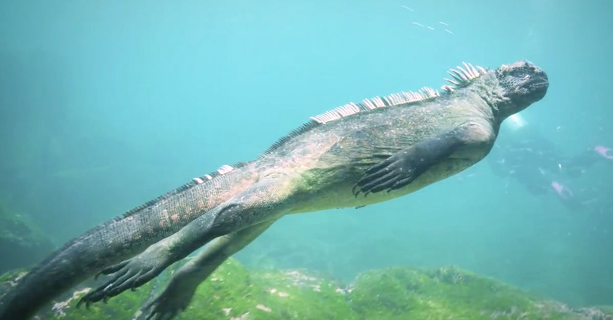 marine iguana swimming