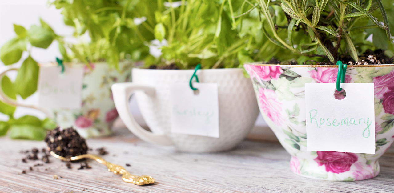 Create A Beautiful Teacup Herb Garden For Your Windowsill