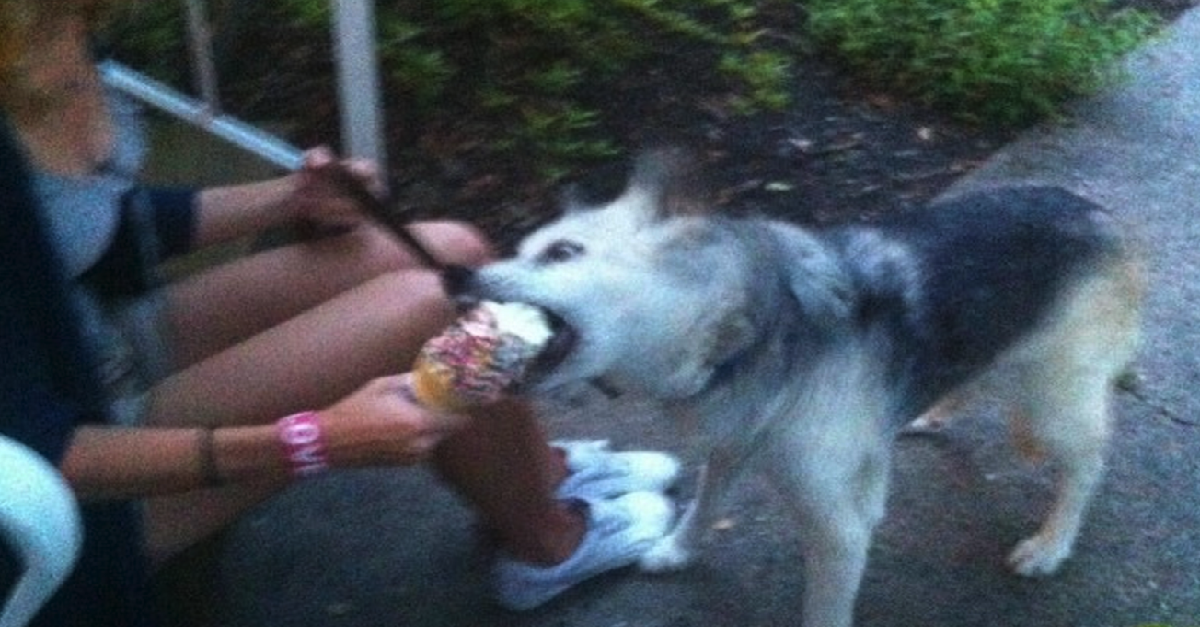 The Incredible Last Meal Of A 16YearOld Dog. She Loved Every Second