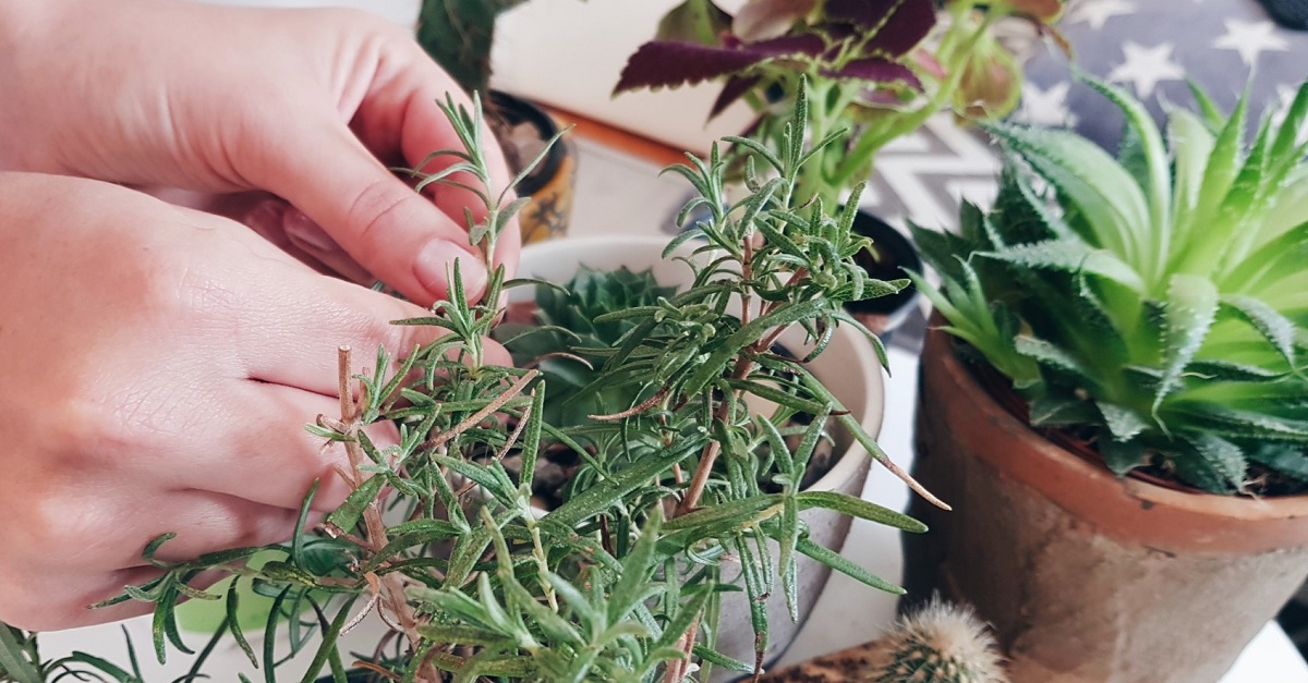 10 Plants That Won't Die If You To Water Them For A Week