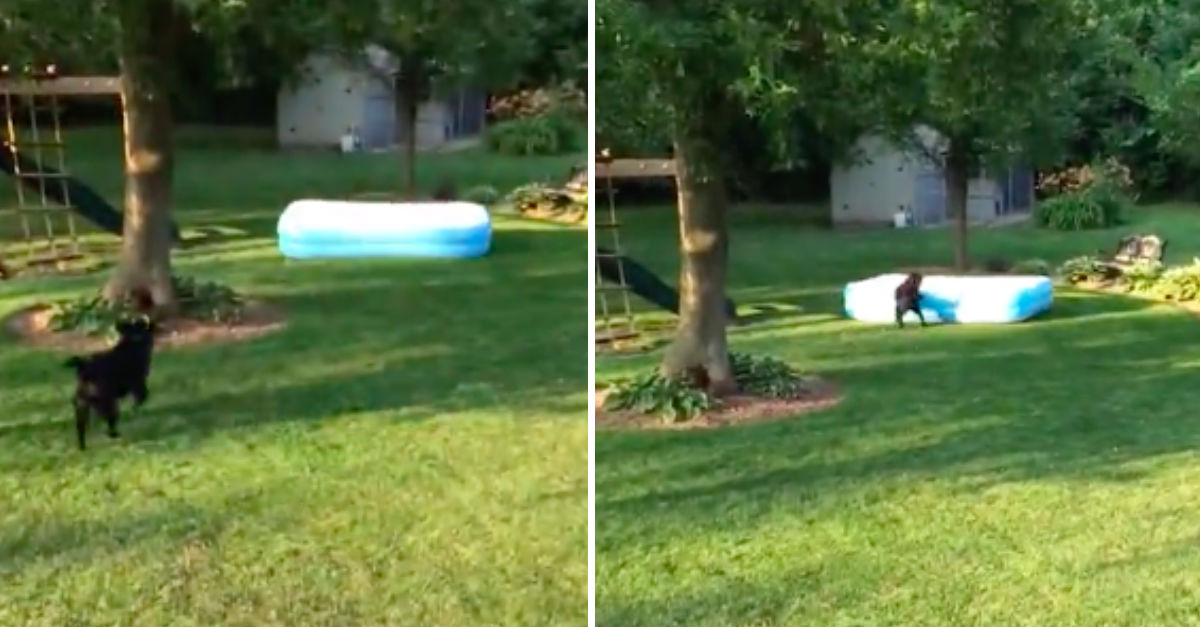 Dog Plays Hide And Seek With Kids And Inflatable Pool