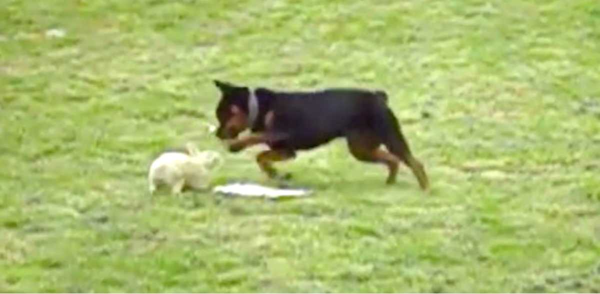 Dog And Rabbit Have A Blast Playing Chase In Backyard | LittleThings.com