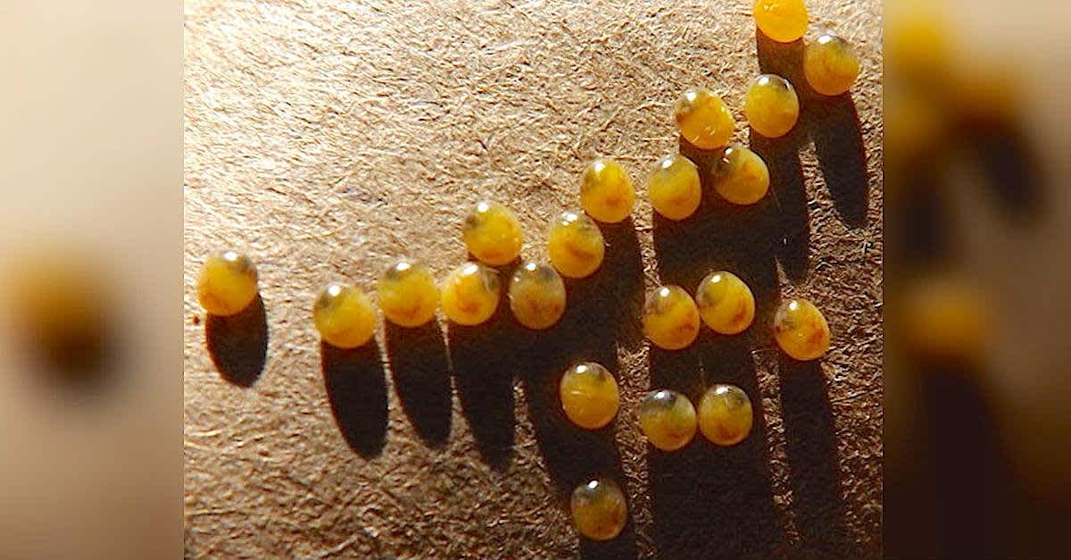 He Zooms In On These Strange Yellow Eggs. But Wait 'Til You See What