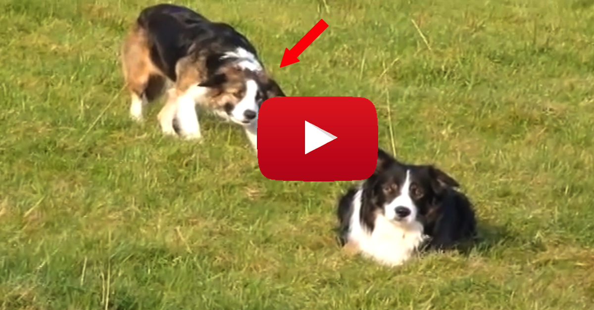 Border Collie Attempts The Most EPIC Attack On His Brother. At 135, I