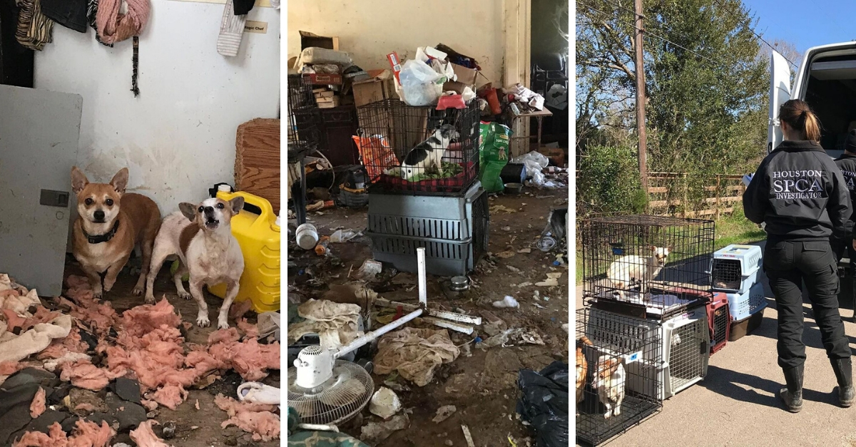 Texas Hoarder Faces Animal Cruelty Charges After Amassing 51 Animals ...