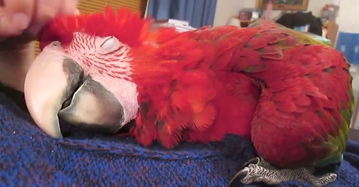 Parrot Does The Funniest Thing When He Sleeps — So Cute I Can't Stand ...